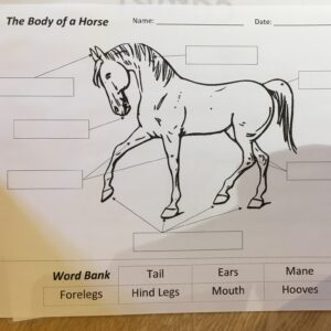 レッスンで使用した馬のイラスト